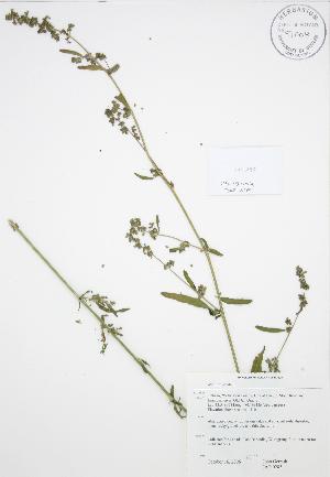  ( - JAG 0285)  @11 [ ] Copyright (2009) Steven Newmaster University of Guelph BIO Herbarium
