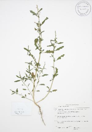  ( - JAG 0131)  @11 [ ] Copyright (2009) Steven Newmaster University of Guelph BIO Herbarium