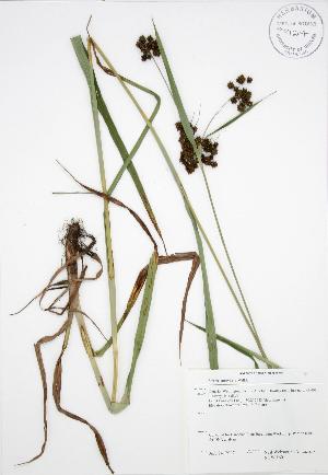  ( - NTW 160)  @11 [ ] Copyright (2009) Steven Newmaster University of Guelph BIO Herbarium