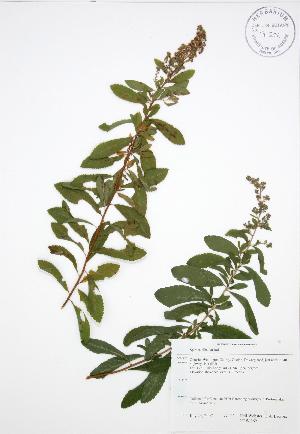  ( - NTW 162)  @11 [ ] Copyright (2009) Steven Newmaster University of Guelph BIO Herbarium