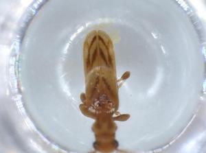  ( - BIOUG56442-D12)  @11 [ ] CreativeCommons - Attribution (2020) Centre for Biodiversity Genomics Centre for Biodiversity Genomics