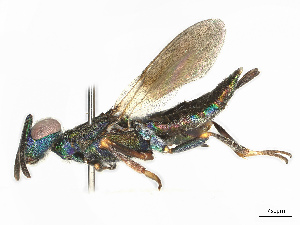  ( - BIOUG55328-H07)  @11 [ ] CreativeCommons - Attribution Share - Alike (2025) CBG Photography Group Centre for Biodiversity Genomics