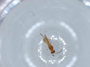  ( - BIOUG56238-F05)  @11 [ ] CreativeCommons - Attribution (2020) Centre for Biodiversity Genomics Centre for Biodiversity Genomics