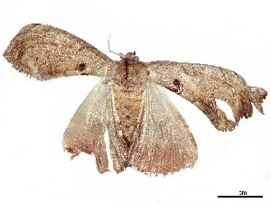  (Apatelodes Malaise7866 - BIOUG53752-C03)  @13 [ ] CreativeCommons - Attribution (2020) CBG Photography Group Centre for Biodiversity Genomics