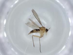  ( - BIOUG62539-G11)  @11 [ ] CreativeCommons - Attribution (2020) Centre for Biodiversity Genomics Centre for Biodiversity Genomics