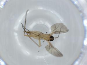  ( - BIOUG62546-B11)  @11 [ ] CreativeCommons - Attribution (2020) Centre for Biodiversity Genomics Centre for Biodiversity Genomics