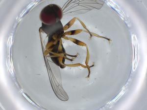  ( - BIOUG61344-D04)  @11 [ ] CreativeCommons - Attribution (2020) Centre for Biodiversity Genomics Centre for Biodiversity Genomics