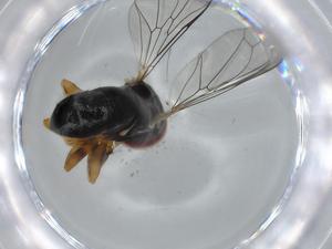  ( - BIOUG61367-E03)  @11 [ ] CreativeCommons - Attribution (2020) Centre for Biodiversity Genomics Centre for Biodiversity Genomics