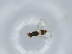  ( - BIOUG61372-F02)  @11 [ ] CreativeCommons - Attribution (2020) Centre for Biodiversity Genomics Centre for Biodiversity Genomics