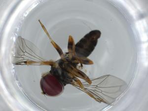  ( - BIOUG62186-A12)  @11 [ ] CreativeCommons - Attribution (2020) Centre for Biodiversity Genomics Centre for Biodiversity Genomics