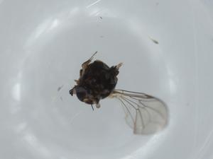  ( - BIOUG59433-B01)  @11 [ ] CreativeCommons - Attribution (2020) Centre for Biodiversity Genomics Centre for Biodiversity Genomics