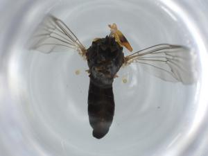  ( - BIOUG59433-H11)  @11 [ ] CreativeCommons - Attribution (2020) Centre for Biodiversity Genomics Centre for Biodiversity Genomics