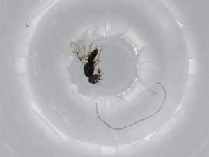  ( - BIOUG59436-F10)  @11 [ ] CreativeCommons - Attribution (2020) Centre for Biodiversity Genomics Centre for Biodiversity Genomics