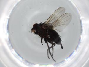  ( - BIOUG59457-D01)  @11 [ ] CreativeCommons - Attribution (2020) Centre for Biodiversity Genomics Centre for Biodiversity Genomics