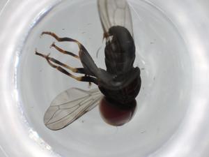  ( - BIOUG59460-A02)  @11 [ ] CreativeCommons - Attribution (2020) Centre for Biodiversity Genomics Centre for Biodiversity Genomics