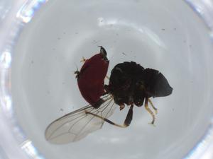  ( - BIOUG59469-B03)  @11 [ ] CreativeCommons - Attribution (2020) Centre for Biodiversity Genomics Centre for Biodiversity Genomics