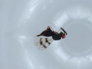  ( - BIOUG59472-G09)  @11 [ ] CreativeCommons - Attribution (2020) Centre for Biodiversity Genomics Centre for Biodiversity Genomics