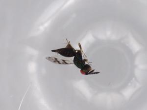  ( - BIOUG59498-G09)  @11 [ ] CreativeCommons - Attribution (2020) Centre for Biodiversity Genomics Centre for Biodiversity Genomics