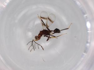  ( - BIOUG63104-B12)  @11 [ ] CreativeCommons - Attribution (2020) Centre for Biodiversity Genomics Centre for Biodiversity Genomics