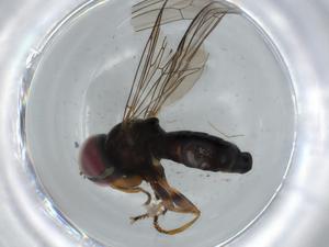  ( - BIOUG62913-A01)  @11 [ ] CreativeCommons - Attribution (2020) Centre for Biodiversity Genomics Centre for Biodiversity Genomics