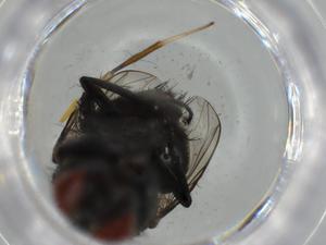  ( - BIOUG63132-F11)  @11 [ ] CreativeCommons - Attribution (2021) Centre for Biodiversity Genomics Centre for Biodiversity Genomics
