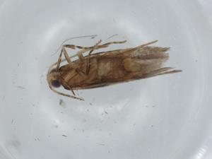  (Glauce Malaise2241 - BIOUG62793-F09)  @11 [ ] CreativeCommons - Attribution (2021) Centre for Biodiversity Genomics Centre for Biodiversity Genomics