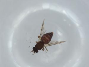  ( - BIOUG63701-E04)  @11 [ ] CreativeCommons - Attribution (2021) Centre for Biodiversity Genomics Centre for Biodiversity Genomics