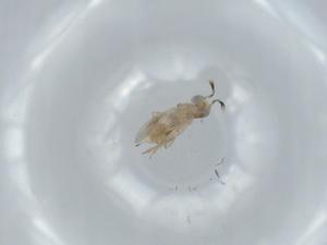  (encyrMalaise01 Malaise5496 - BIOUG63721-C11)  @11 [ ] CreativeCommons - Attribution (2021) Centre for Biodiversity Genomics Centre for Biodiversity Genomics