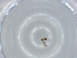  ( - BIOUG62979-F08)  @11 [ ] CreativeCommons - Attribution (2020) Centre for Biodiversity Genomics Centre for Biodiversity Genomics