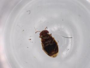  (Leptosaldinae - BIOUG62826-H04)  @11 [ ] CreativeCommons - Attribution (2020) Centre for Biodiversity Genomics Centre for Biodiversity Genomics