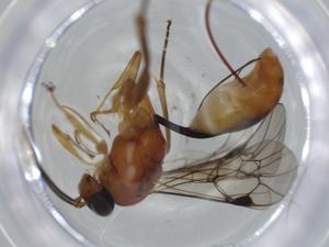  ( - BIOUG64546-F11)  @11 [ ] CreativeCommons - Attribution (2021) Centre for Biodiversity Genomics Centre for Biodiversity Genomics