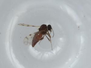  ( - BIOUG64223-A12)  @11 [ ] CreativeCommons - Attribution (2021) Centre for Biodiversity Genomics Centre for Biodiversity Genomics