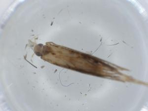  ( - BIOUG64228-G08)  @11 [ ] CreativeCommons - Attribution (2021) Centre for Biodiversity Genomics Centre for Biodiversity Genomics