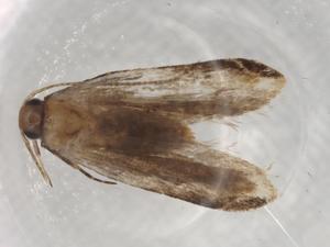  ( - BIOUG72499-C12)  @11 [ ] CreativeCommons - Attribution (2021) Centre for Biodiversity Genomics Centre for Biodiversity Genomics