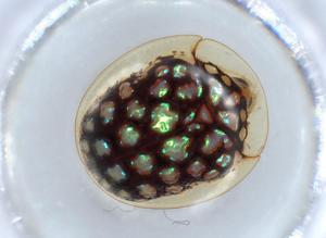  ( - BIOUG55552-D06)  @11 [ ] CreativeCommons - Attribution (2020) Centre for Biodiversity Genomics Centre for Biodiversity Genomics