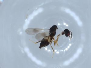  ( - BIOUG55980-E10)  @11 [ ] CreativeCommons - Attribution (2020) Centre for Biodiversity Genomics Centre for Biodiversity Genomics