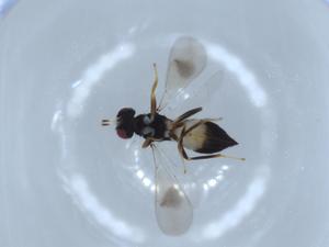  ( - BIOUG55980-E11)  @11 [ ] CreativeCommons - Attribution (2020) Centre for Biodiversity Genomics Centre for Biodiversity Genomics