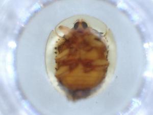  ( - BIOUG55983-F03)  @11 [ ] CreativeCommons - Attribution (2020) Centre for Biodiversity Genomics Centre for Biodiversity Genomics