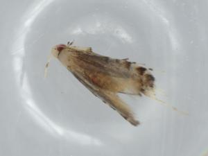  ( - BIOUG62776-F10)  @11 [ ] CreativeCommons - Attribution (2020) Centre for Biodiversity Genomics Centre for Biodiversity Genomics