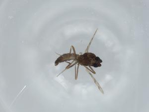  ( - BIOUG64013-F12)  @11 [ ] CreativeCommons - Attribution (2021) Centre for Biodiversity Genomics Centre for Biodiversity Genomics