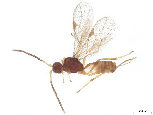  ( - BIOUG55681-C01)  @11 [ ] CreativeCommons - Attribution (2022) CBG Photography Group Centre for Biodiversity Genomics