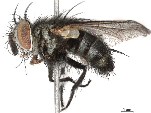  (Austrophorocera Wood16 - BIOUG55352-F09)  @14 [ ] CreativeCommons - Attribution (2020) CBG Photography Group Centre for Biodiversity Genomics