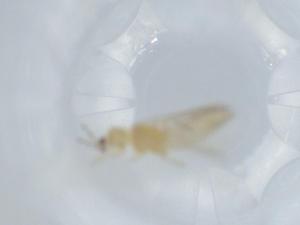  ( - BIOUG55753-G10)  @11 [ ] CreativeCommons - Attribution (2020) Centre for Biodiversity Genomics Centre for Biodiversity Genomics