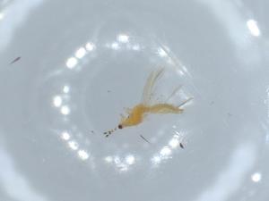  ( - BIOUG56078-B02)  @11 [ ] CreativeCommons - Attribution (2020) Centre for Biodiversity Genomics Centre for Biodiversity Genomics