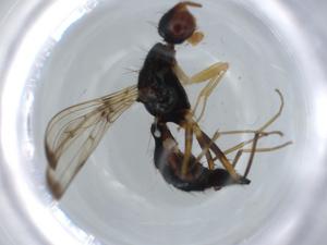  ( - BIOUG57334-A06)  @12 [ ] CreativeCommons - Attribution (2020) Centre for Biodiversity Genomics Centre for Biodiversity Genomics