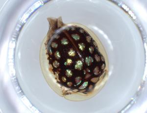  ( - BIOUG56355-E05)  @11 [ ] CreativeCommons - Attribution (2020) Centre for Biodiversity Genomics Centre for Biodiversity Genomics