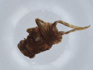  ( - BIOUG59537-E09)  @11 [ ] CreativeCommons - Attribution (2020) Centre for Biodiversity Genomics Centre for Biodiversity Genomics