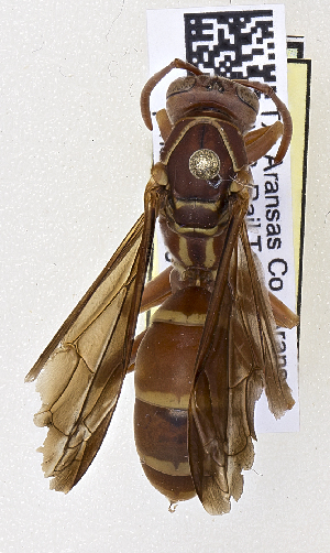  ( - PMAE0640)  @12 [ ] CreativeCommons - Attribution Non-Commercial Share-Alike (2017) Royal Alberta Museum Royal Alberta Museum