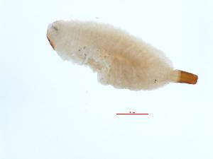  (Trichopsomyia formiciphila - 07-NSWBB-1293)  @12 [ ] CreativeCommons - Attribution (2008) CBG Photography Group Centre for Biodiversity Genomics