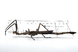  ( - 04HBL004667)  @14 [ ] CreativeCommons - Attribution (2008) CBG Photography Group Centre for Biodiversity Genomics